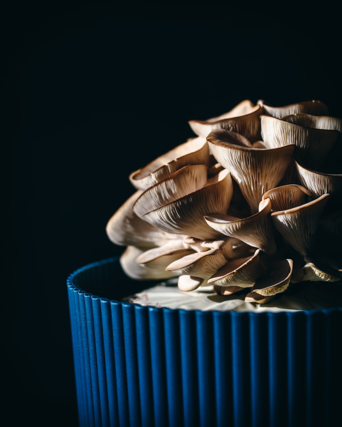 Collection 70 photo by Daisy De Fretes